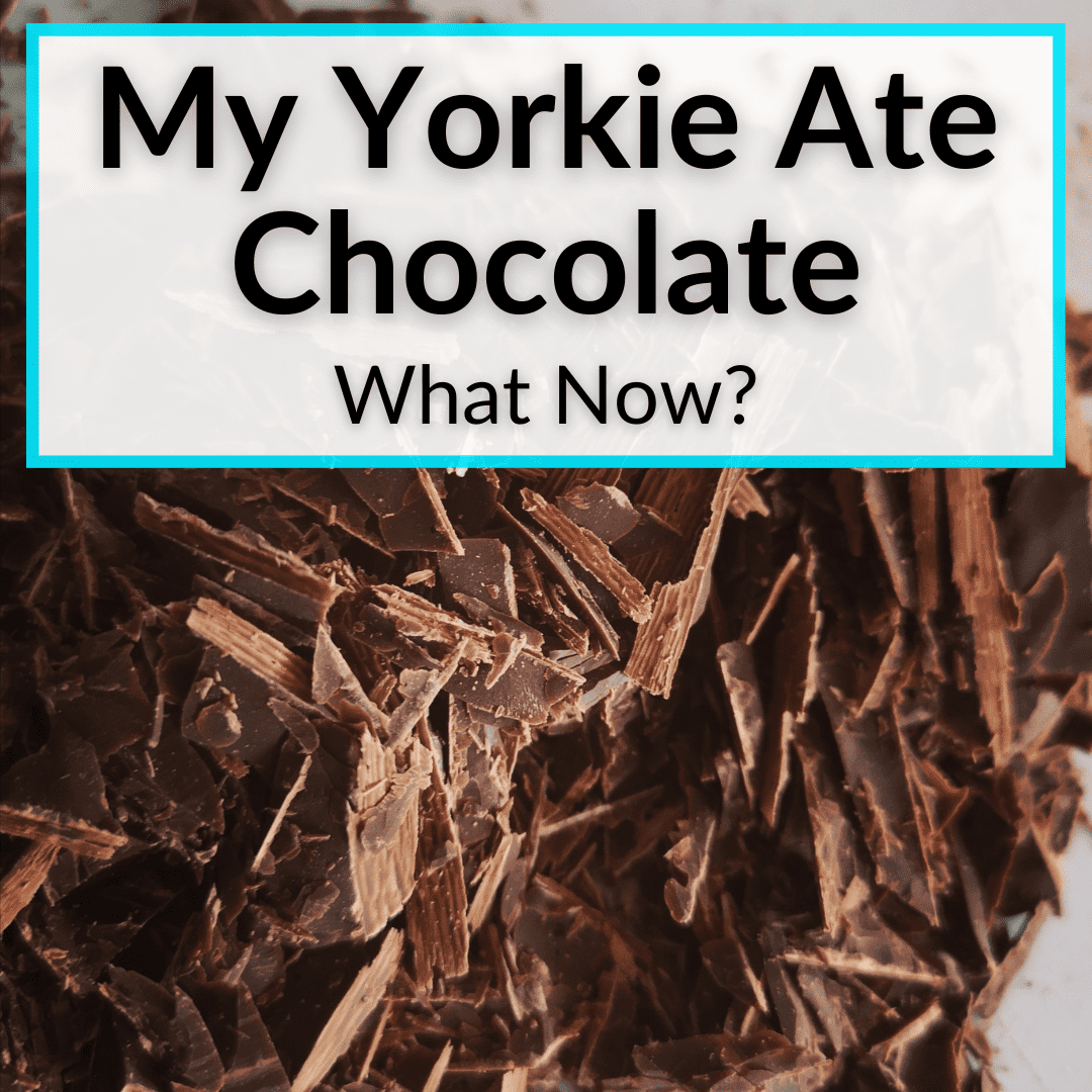 yorkie ate chocolate