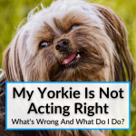 My Yorkie Is Not Acting Right