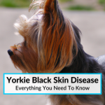 Yorkie Black Skin Disease