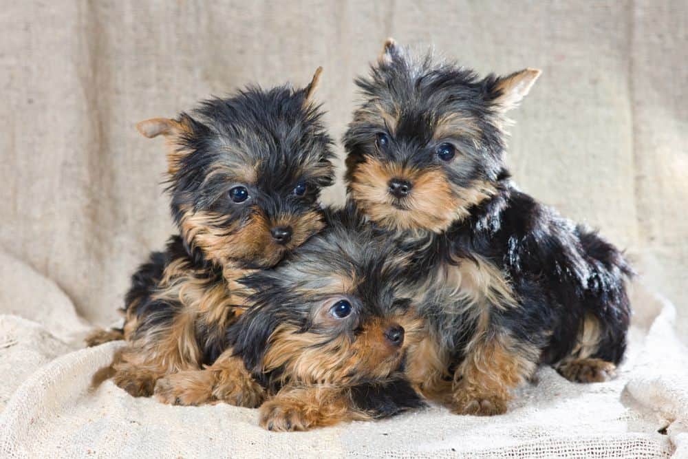 litter of Yorkshire Terrier puppies